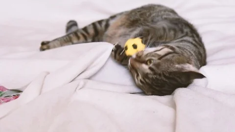 Tabby cat playing with a toy on the couch Stock Footage 111661343