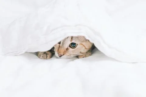 Tabby cat playing under a white blanket. Stock Photos