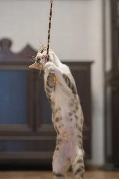 Tabby cat plays with a cat feather toy at home Stock Photos