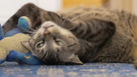 Tabby Cat plays with stuffed dinosaur Video stock 86461623