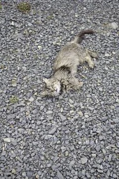 Tabby cat in poor condition Stock Photos