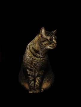Tabby Cat Portrait in Dramatic Low Key Lighting Stock-Fotos
