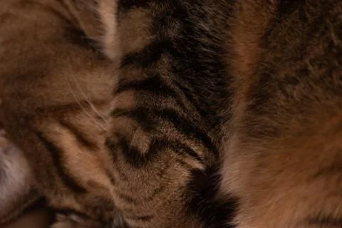 Tabby cat portrait in interior Stock Photos