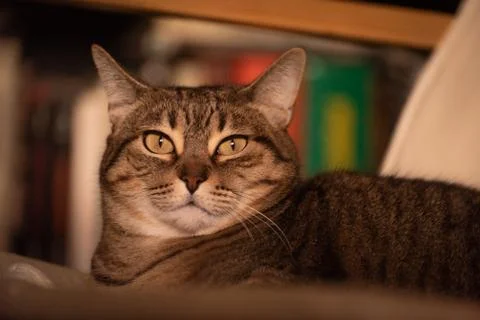 Tabby cat portrait in interior Stock Photos