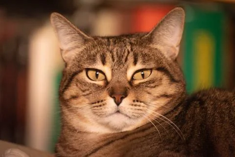 Tabby cat portrait in interior Stock Photos