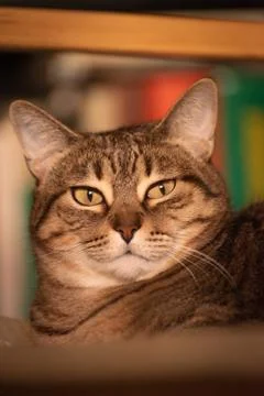 Tabby cat portrait in interior Stock Photos