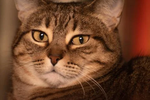 Tabby cat portrait in interior Stock Photos