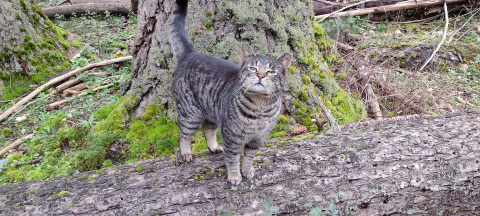 Tabby cat posing on log in forest paws face and tail Stock Photos