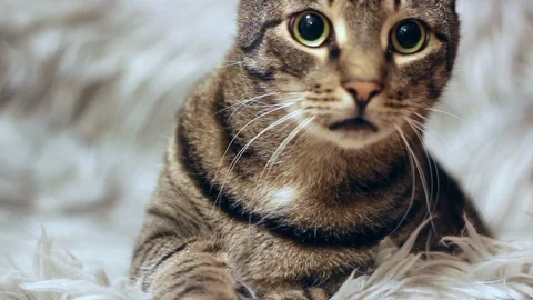 Tabby cat prepares for a hunt Stock Footage 124360970