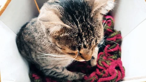 Tabby cat preparing to sleep in a cozy box Stock Footage 103687394