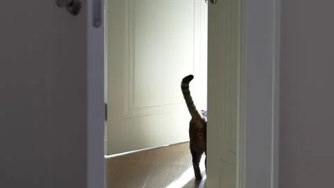 A tabby cat with raised tail walks through a partially open door Stock Footage 304694142