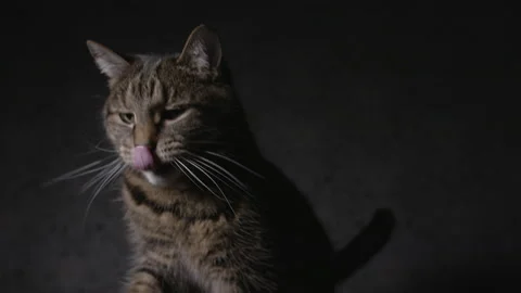 Tabby cat reaching with its paws Stock Footage 146978980