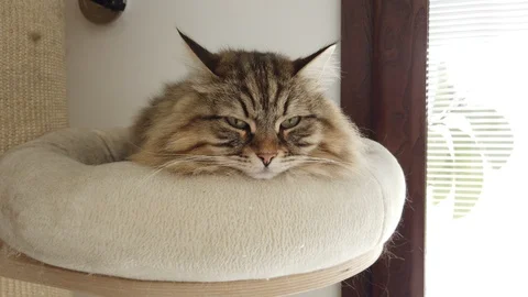 Tabby cat in realx on a pillow of the scratching post, siberian breed Stock Footage 122107516