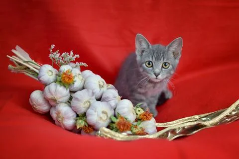 Tabby cat on red background with garlic decoration Stock Photos