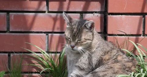 Tabby Cat relaxes on brick path in summer outside Stock Footage 153015981