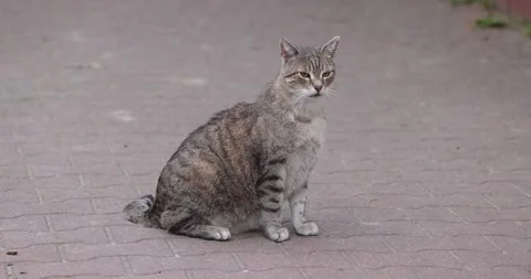 Tabby Cat relaxes on brick path in summer outside Stock Footage 153015985
