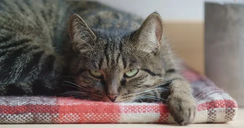 The tabby cat relaxes, rests on a soft blanket and falls asleep. Stock Footage 169449299