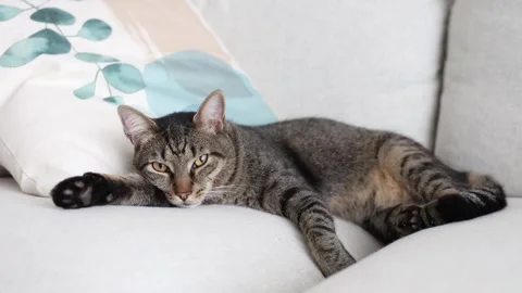 Tabby cat relaxing on a cozy sofa cushion Stock Footage 315230183