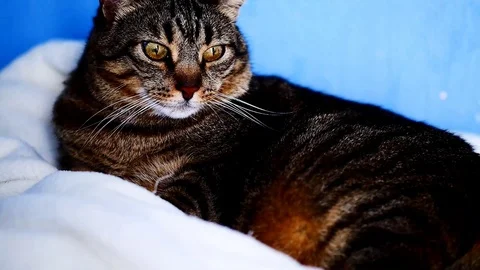 Tabby cat relaxing Stock Footage 99296624