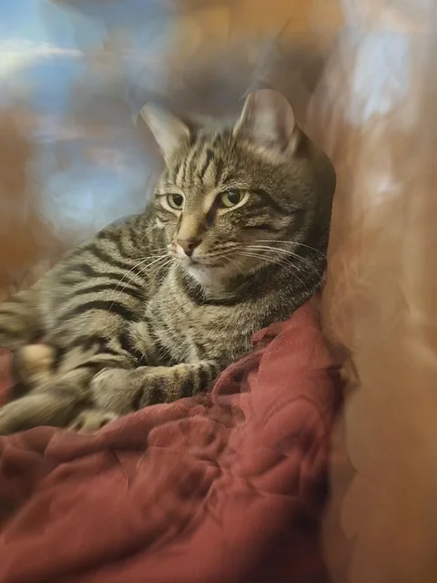 Tabby cat relaxing Stock Footage 115982205