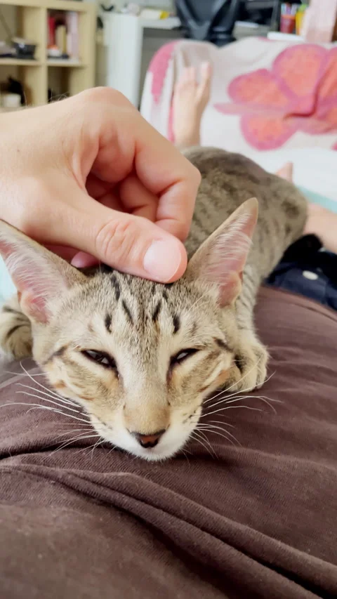 Tabby Cat Relaxing On Owners Lap While Being Petted By Hand At Home Stock Footage 330102630