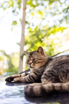 Tabby cat relaxing on a shiny surface outdoors with blurred green foliage b.. Stock Photos