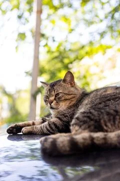 Tabby cat relaxing on a shiny surface outdoors with blurred green foliage b.. Stock Photos