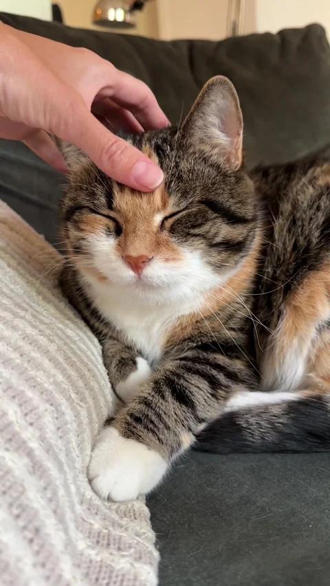 Tabby Cat Relaxing on Sofa While Being Petted Video stock 346641912