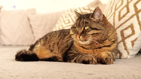 Tabby cat is relaxing on the sofa.Pet lifestyle. Stock Footage 328473849