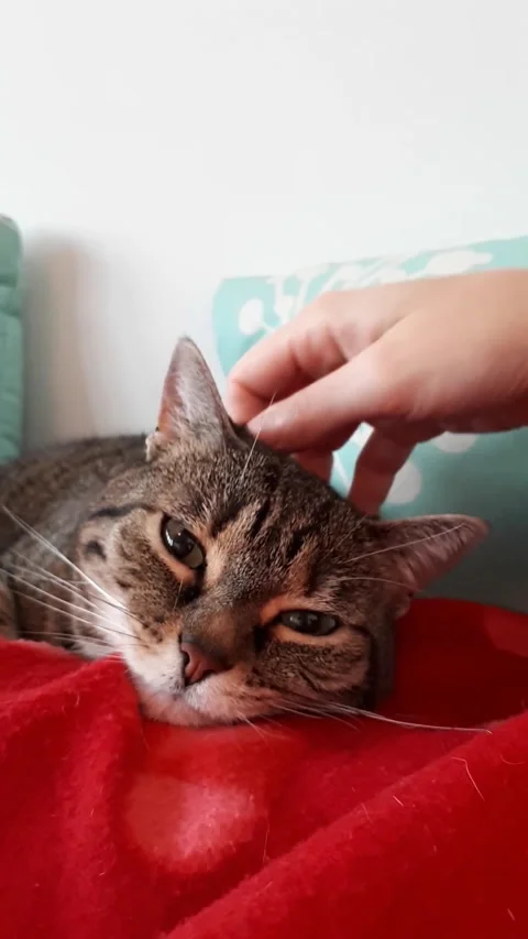 Tabby Cat Relaxing While Being Petted by Human Hand Видео 332777315