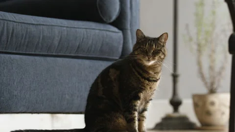 Tabby cat relishing itself glances at camera Stock Footage 145558479