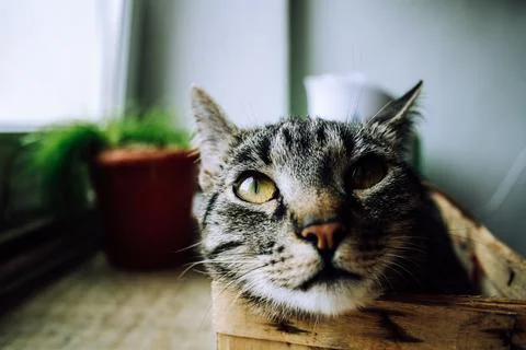 Tabby cat rest in box Foto stock