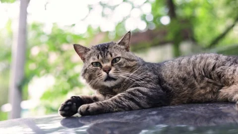 Tabby cat resting and stretching on a reflective surface outdoors Stock Footage 337134515