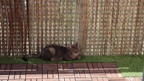 Tabby cat resting on artificial grass on sunny balcony with bamboo privacy Stock Footage 310783877