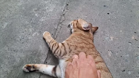 Tabby Cat Resting On A Concrete Surface With Its Paw Extended Stockbeeldmateriaal 320721520