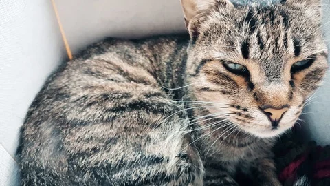 Tabby cat resting in a cozy box Stock Footage 103687540