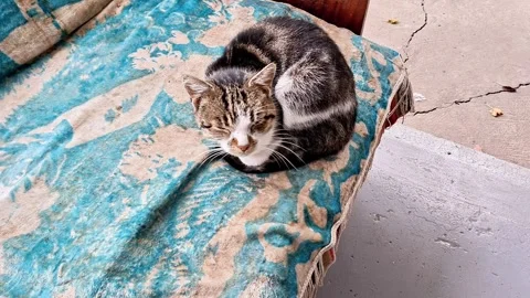Tabby Cat Resting on a Cozy Sofa on the Porch Outside the House Stock-Footage 347516941