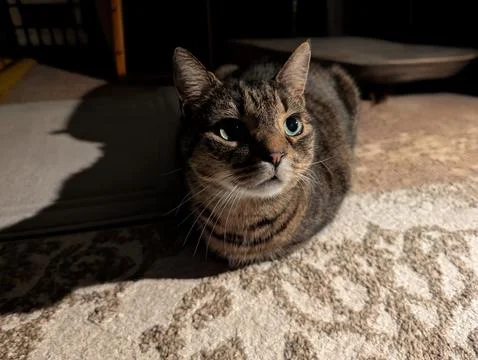 Tabby Cat Resting in Dramatic Indoor Lighting Fotos Stock
