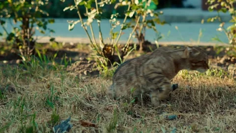 Tabby cat resting on dry grass before walking away Stock Footage 341128901