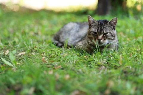 Tabby cat resting in green grass outdoors. Small feline lying on lawn in ga.. Stock Photos