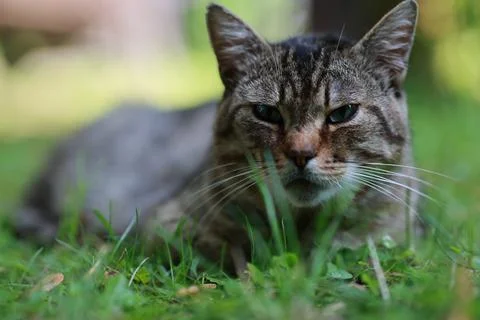Tabby cat resting in green grass outdoors. Small feline lying on lawn in gard Stock Photos
