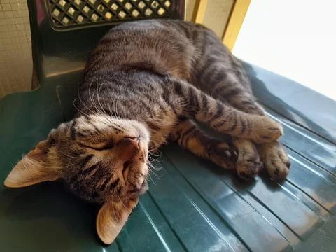 Tabby cat resting on a green plastic chair Stock Photos