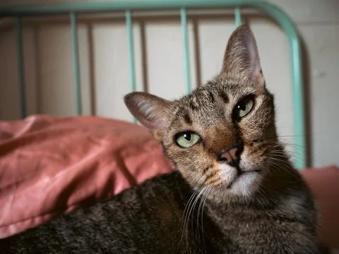 Tabby Cat Resting Head Against Coral Pillow, Sleepy Sunlit Portrait Stock Photos