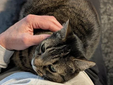 Tabby Cat Resting on Human Lap, Close-Up Fotos de archivo