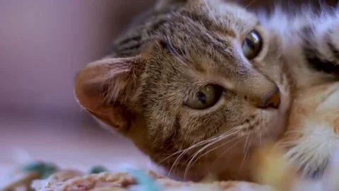 Tabby cat resting indoors with closeup. Stock Footage 305290955
