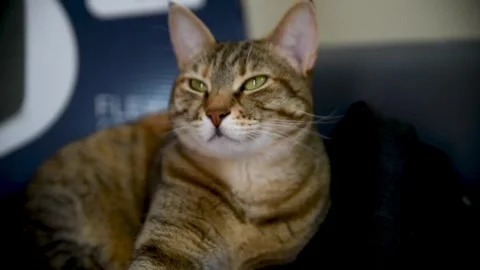 Tabby cat resting indoors. Stock Footage 305290878