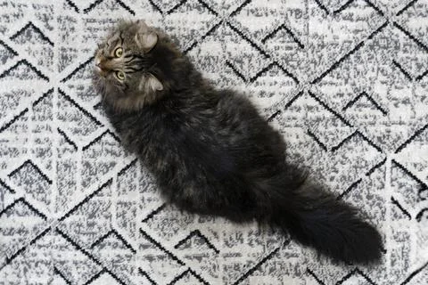 Tabby Cat Resting on Patterned Rug Stock Photos