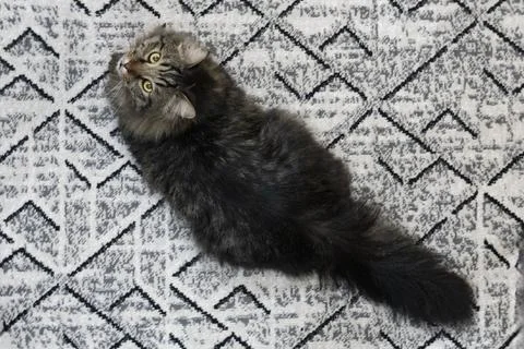 Tabby Cat Resting on Patterned Rug Stock Photos