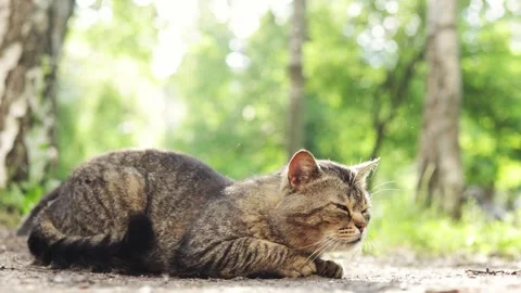 Tabby cat resting peacefully in a sun-dappled forest clearing Stock Footage 337134892