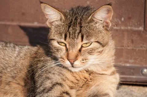 Tabby cat resting Stock Photos